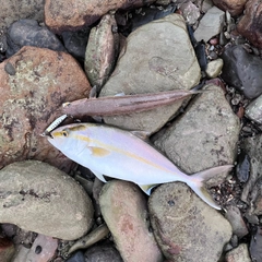 ネリゴの釣果