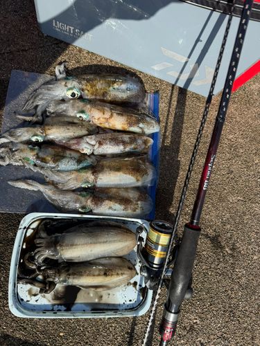 アオリイカの釣果