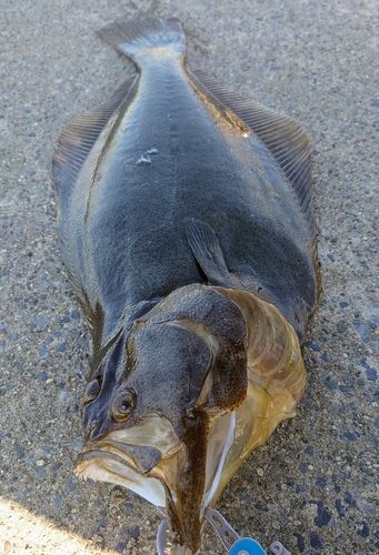 ヒラメの釣果