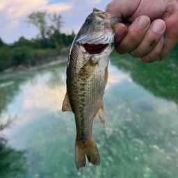 ラージマウスバス