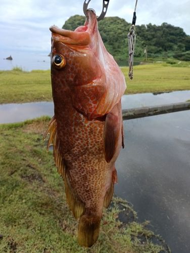 キジハタの釣果