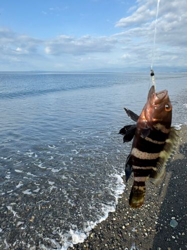 アオハタの釣果
