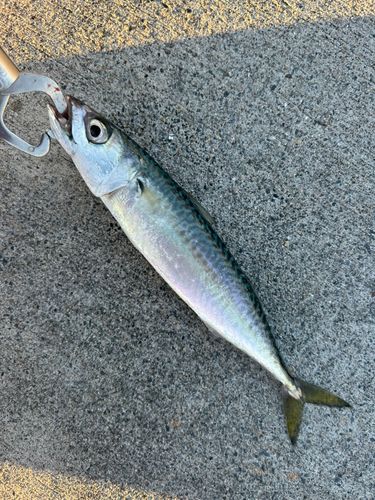 サバの釣果
