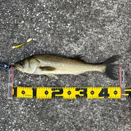 セイゴ（マルスズキ）