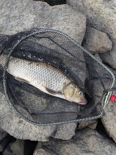 ニゴイの釣果
