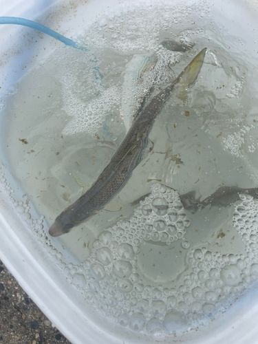 コノシロの釣果