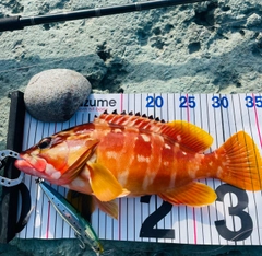 アカハタの釣果