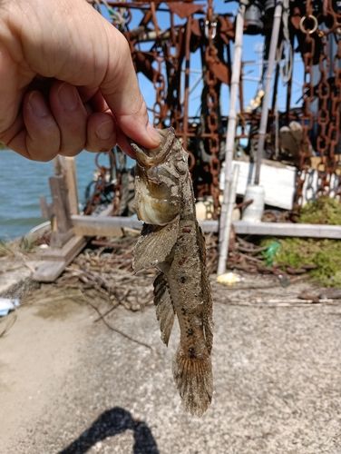 ウロハゼの釣果