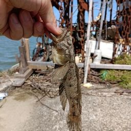 ウロハゼ