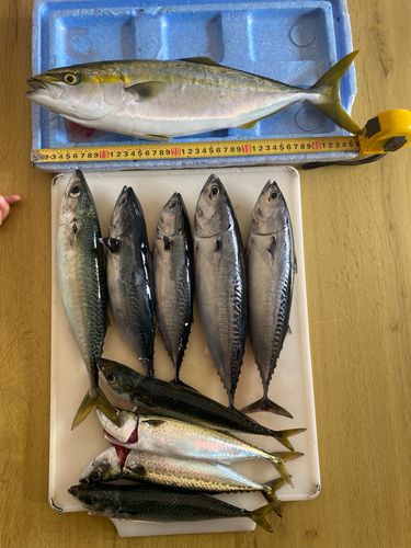 イナダの釣果