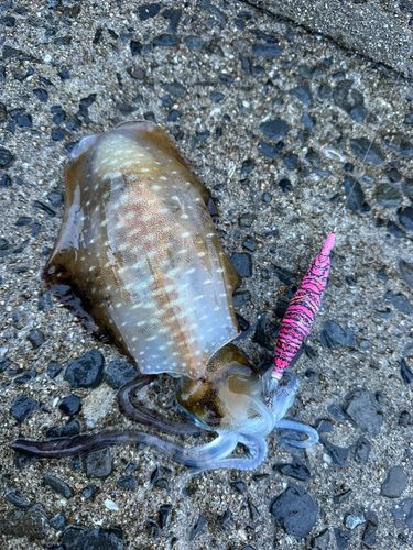 アオリイカの釣果