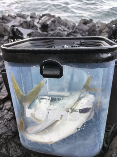 ワカシの釣果