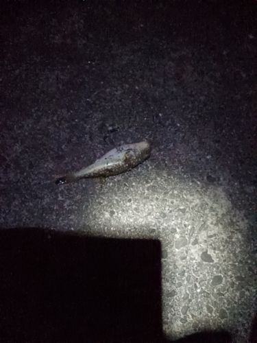 高知県東部