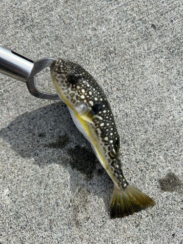 フグの釣果