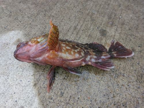 金沢水際線緑地（福浦岸壁）