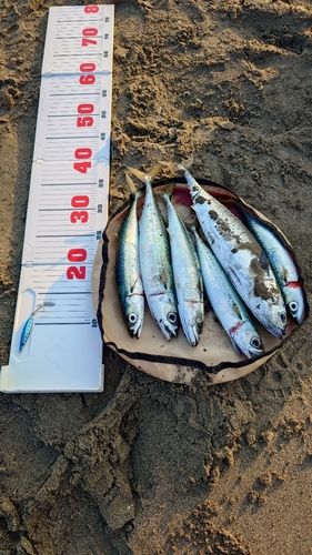 サバの釣果