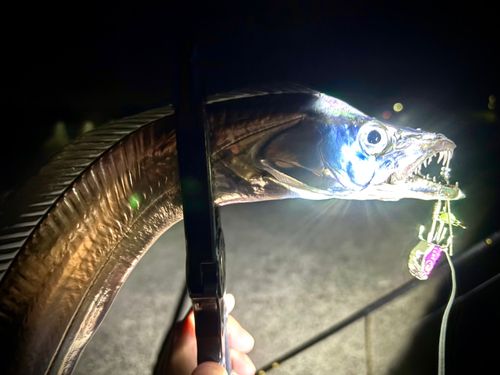 タチウオの釣果