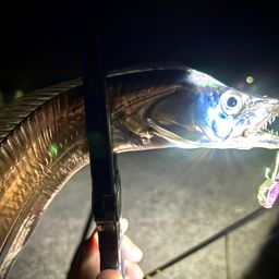 タチウオ