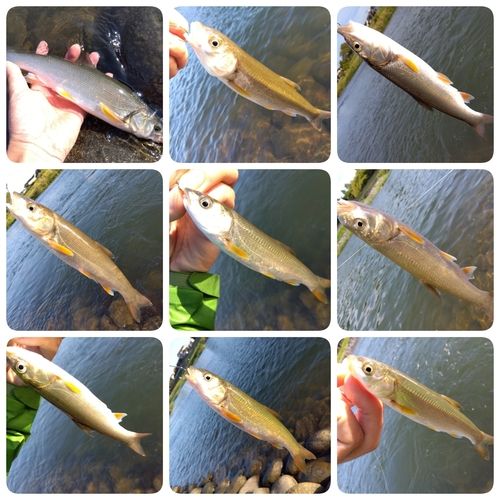 ウグイの釣果