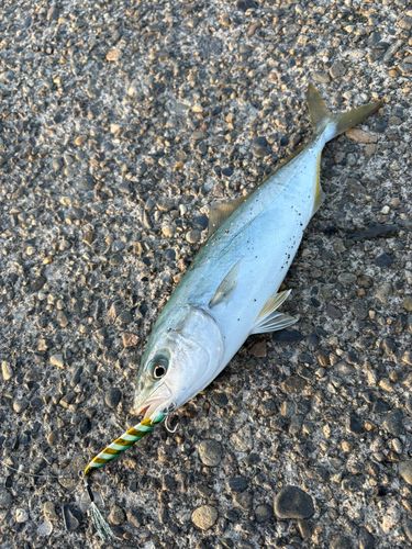 ワカシの釣果