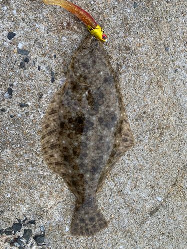 ヒラメの釣果
