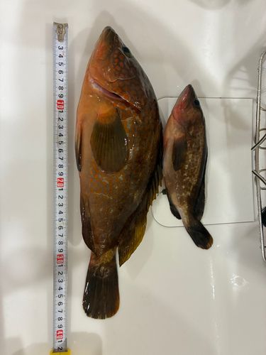 アコウの釣果