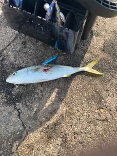 コゾクラの釣果