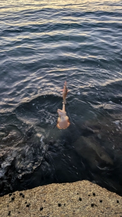 コウイカの釣果