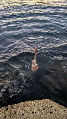 コウイカの釣果