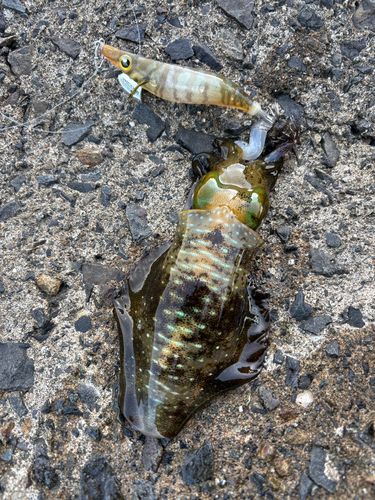 アオリイカの釣果