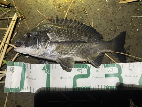 チヌの釣果
