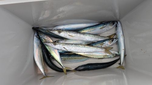 サバの釣果