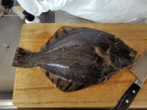 マツカワの釣果