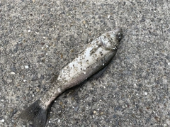 セイゴ（ヒラスズキ）の釣果