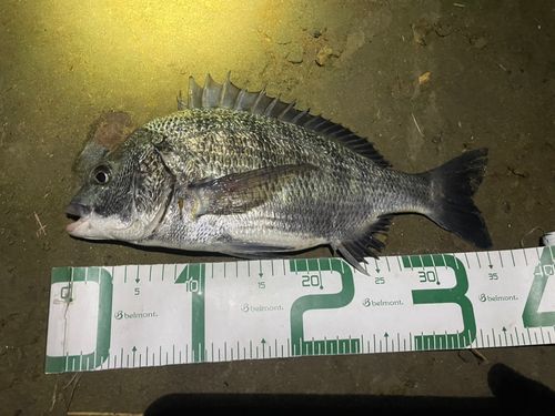 チヌの釣果