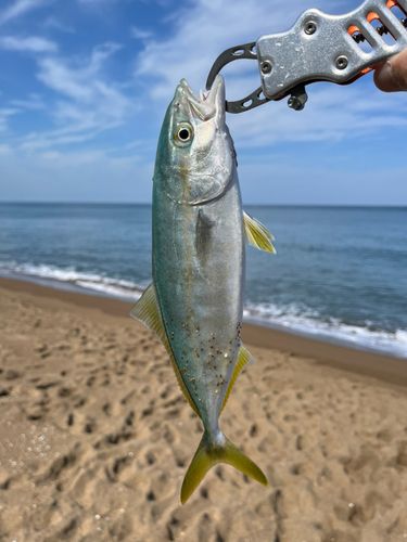 コゾクラの釣果