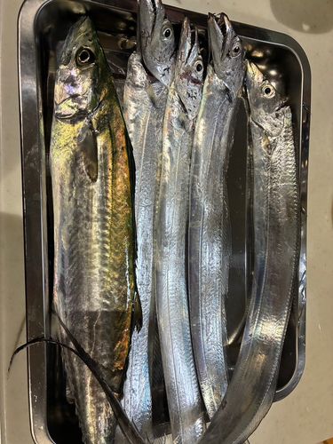 サゴシの釣果