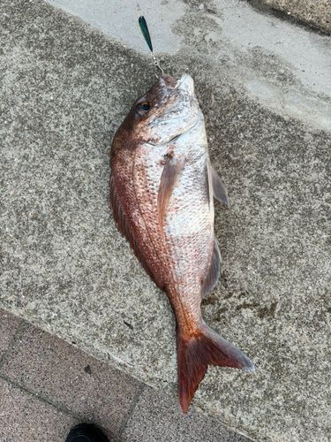 マダイの釣果