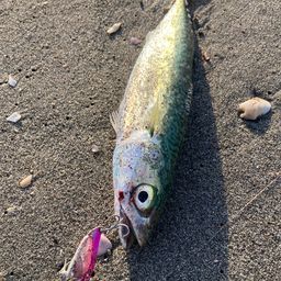 サバ