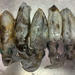 アオリイカ