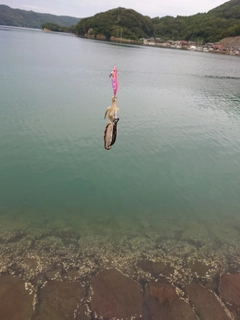 コウイカの釣果