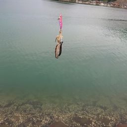 コウイカ