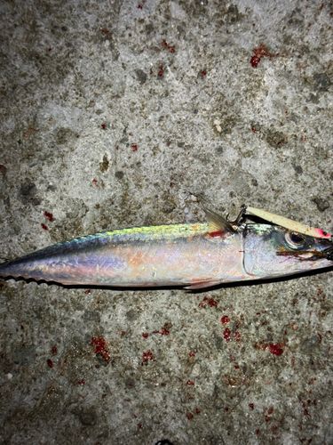 マサバの釣果