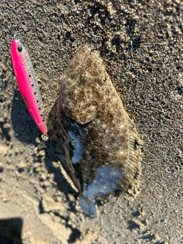ヒラメの釣果