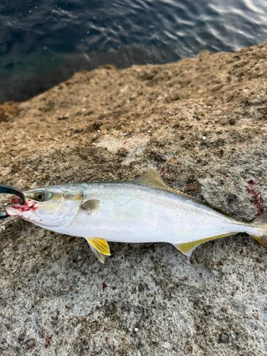 イナダの釣果