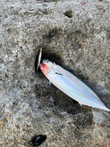 ソウダガツオの釣果