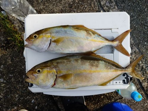 シオの釣果