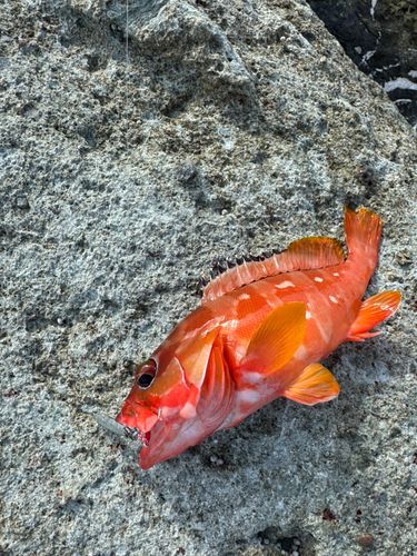 アカハタの釣果