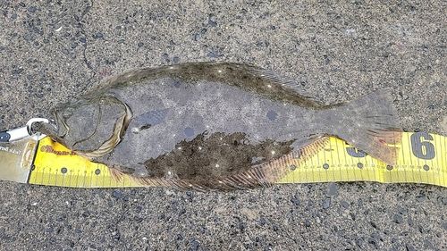 ヒラメの釣果
