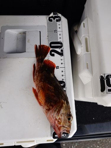 カサゴの釣果
